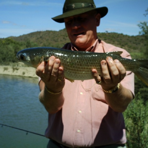 Little freshwater mullet (tainha) Little freshwater mullet (tainha)